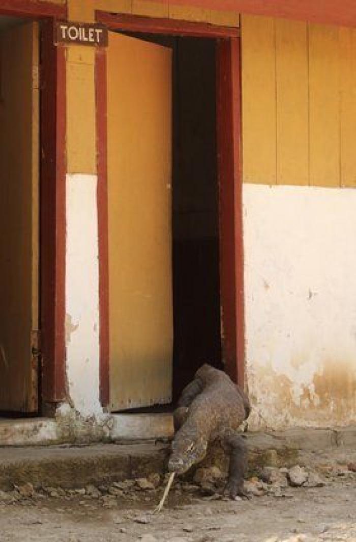 Comedy Wildlife Photo Awards: las mejores fotos cómicas de animales de 2016