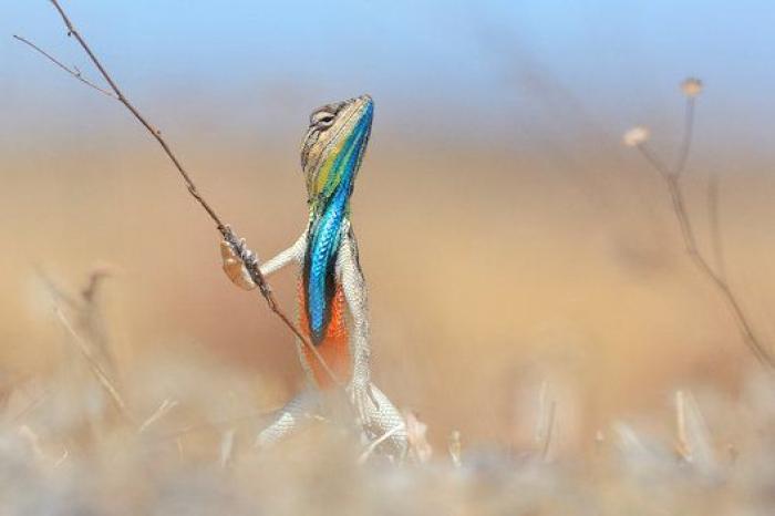Comedy Wildlife Photo Awards: las mejores fotos cómicas de animales de 2016