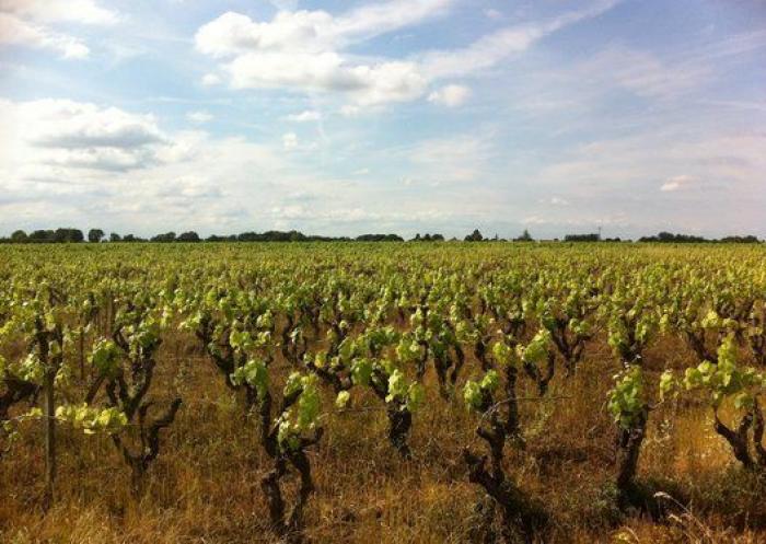 5 razones para ir a Nantes (FOTOS)
