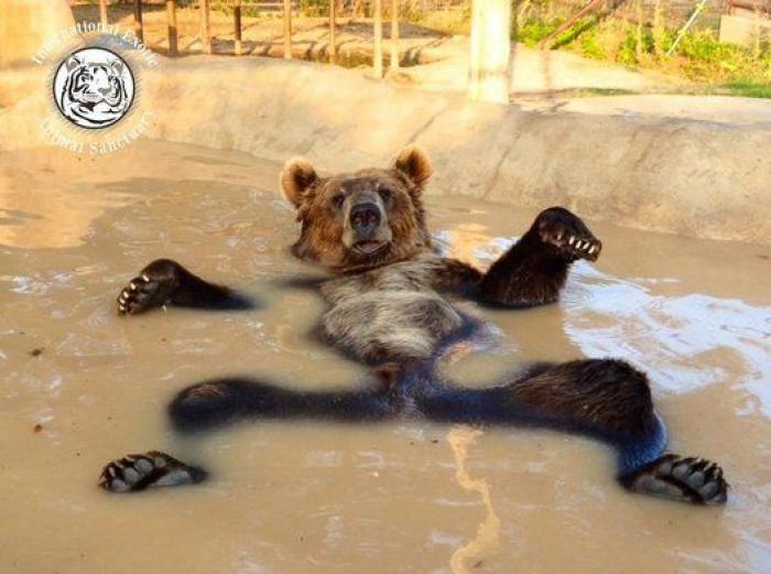 El oso y los montajes que entretuvieron a Reddit una tarde de verano