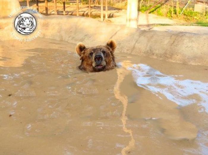 El oso y los montajes que entretuvieron a Reddit una tarde de verano