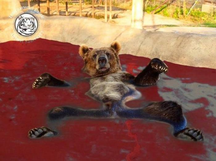 El oso y los montajes que entretuvieron a Reddit una tarde de verano