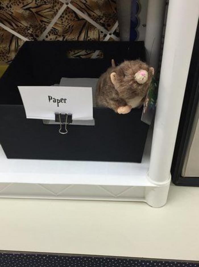 Se masca la tragedia para los fans de 'Harry Potter' y de 'Animales Fantásticos'