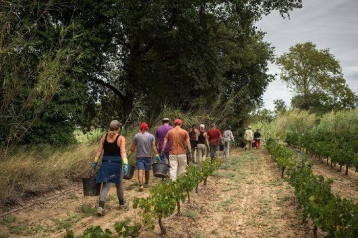 La vida de los españoles en la vendimia francesa, en 27 fotones