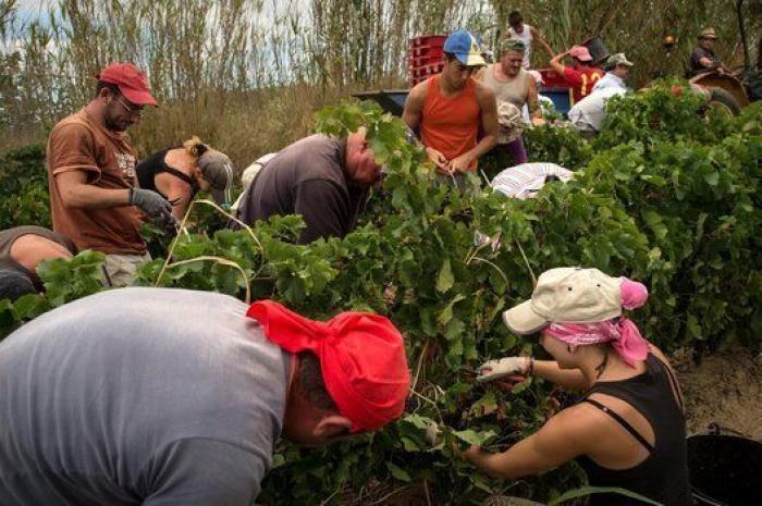 La vida de los españoles en la vendimia francesa, en 27 fotones