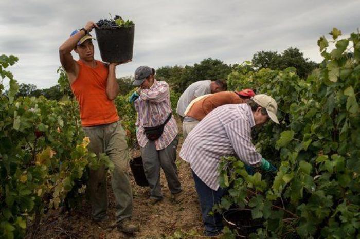 La vida de los españoles en la vendimia francesa, en 27 fotones