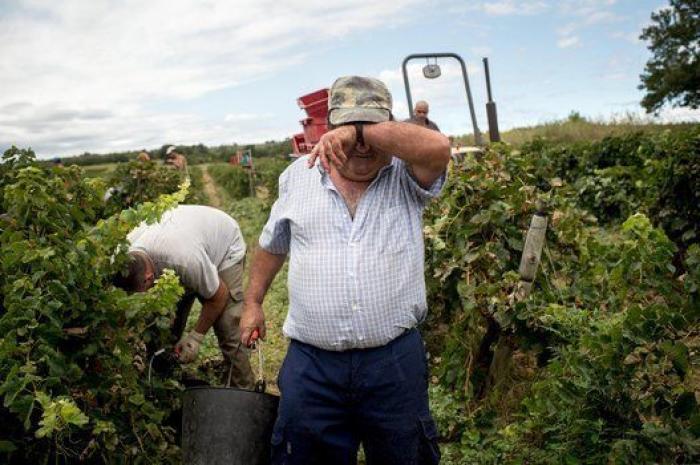 La vida de los españoles en la vendimia francesa, en 27 fotones