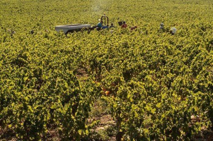 La vida de los españoles en la vendimia francesa, en 27 fotones