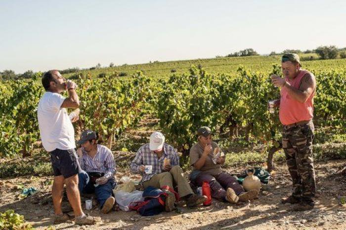 La vida de los españoles en la vendimia francesa, en 27 fotones