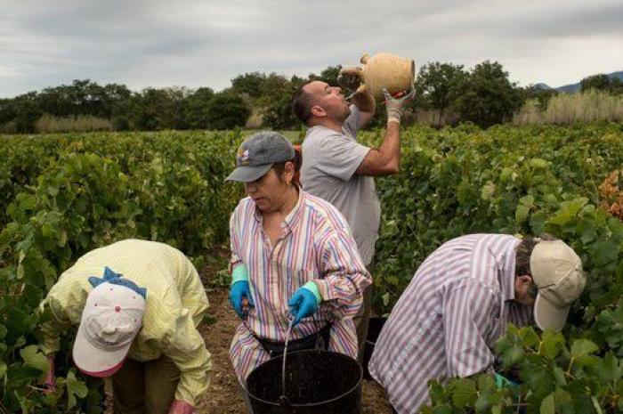 La vida de los españoles en la vendimia francesa, en 27 fotones