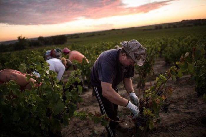 La vida de los españoles en la vendimia francesa, en 27 fotones