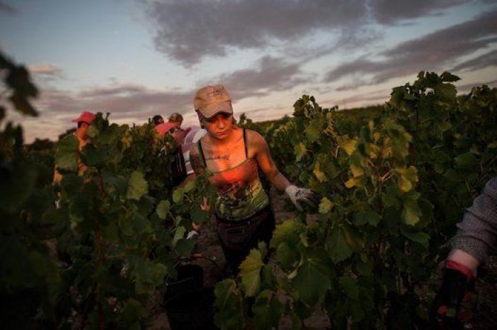 La vida de los españoles en la vendimia francesa, en 27 fotones