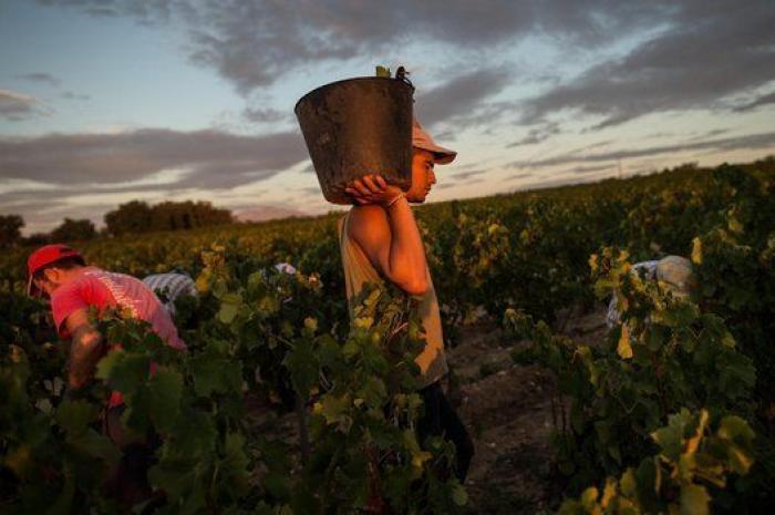 La vida de los españoles en la vendimia francesa, en 27 fotones