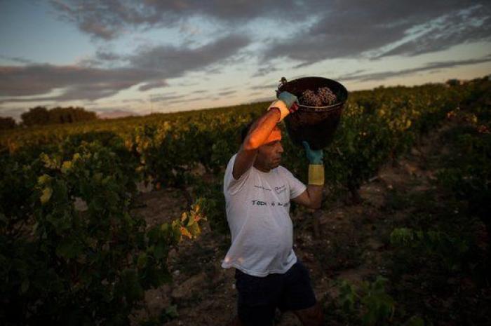 La vida de los españoles en la vendimia francesa, en 27 fotones