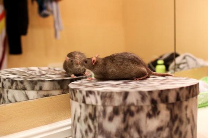 Los protagonistas de 'The Hole Zero', la obra donde comienza la historia del agujero (FOTOS)