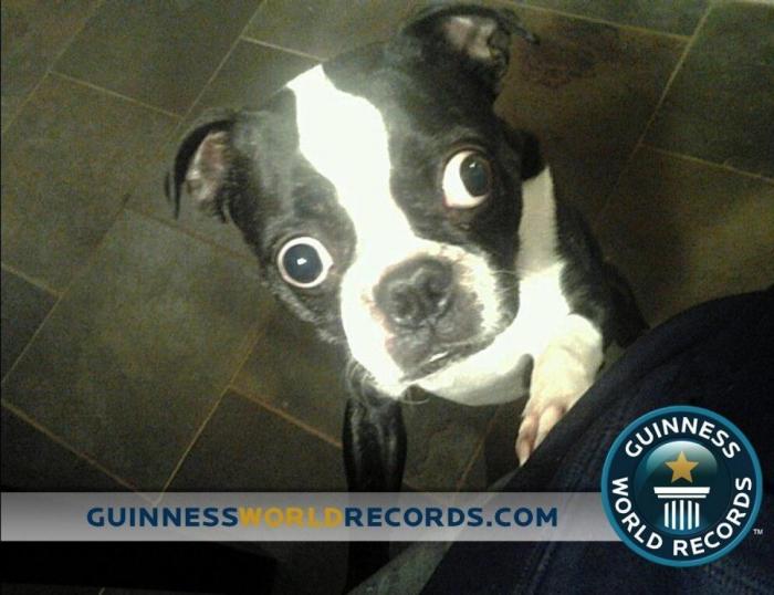 Españoles de récord: ellos se han hecho un hueco en los Guinness 2016