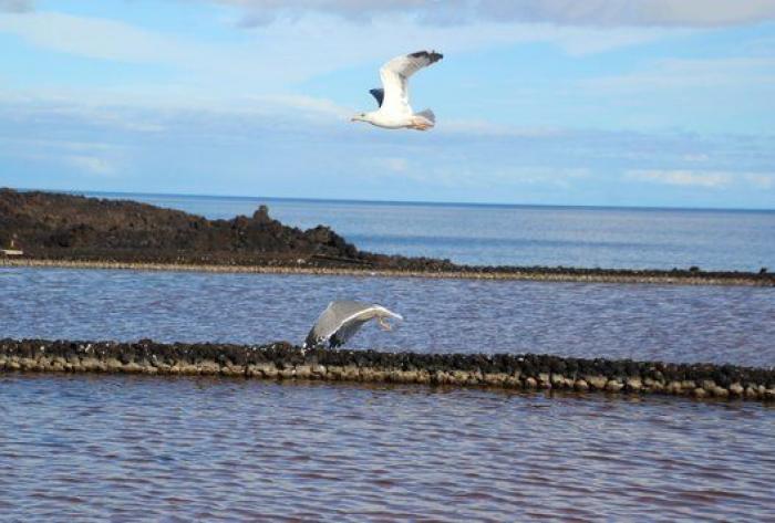 Sellada de sal y vestida de fuego: La Punta de Fuencaliente
