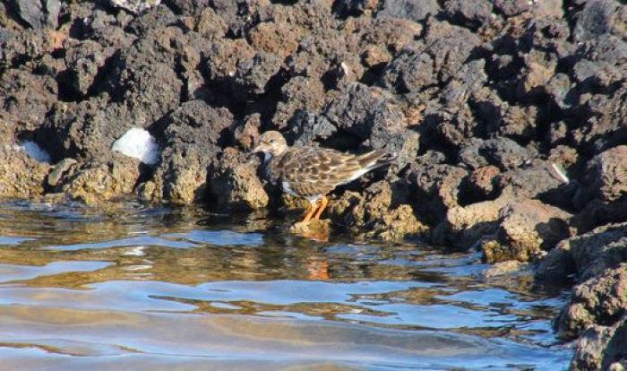 Sellada de sal y vestida de fuego: La Punta de Fuencaliente