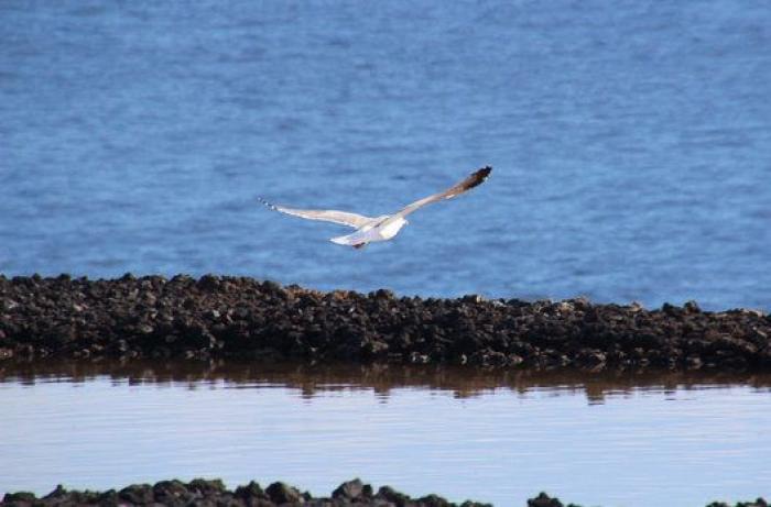 Sellada de sal y vestida de fuego: La Punta de Fuencaliente