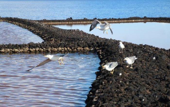 Sellada de sal y vestida de fuego: La Punta de Fuencaliente