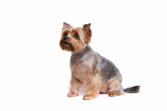 Dime qué raza de perro tienes y te diré cuál es su esperanza de vida