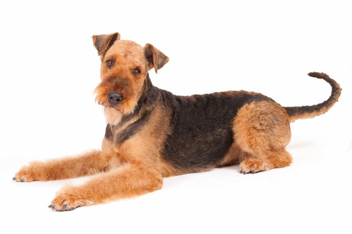 Dime qué raza de perro tienes y te diré cuál es su esperanza de vida