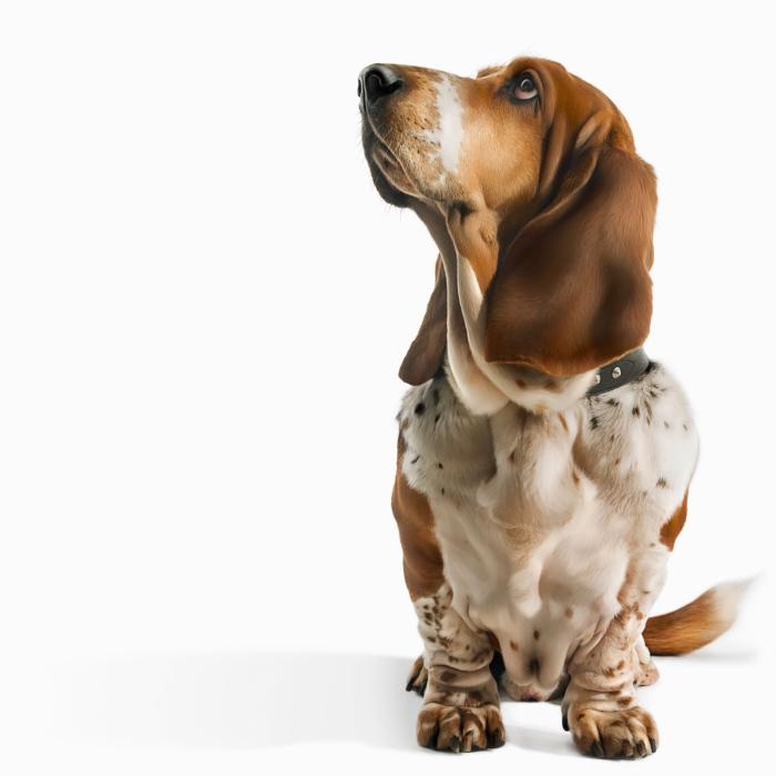 Dime qué raza de perro tienes y te diré cuál es su esperanza de vida