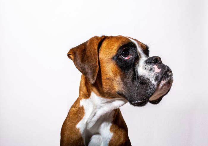 Dime qué raza de perro tienes y te diré cuál es su esperanza de vida