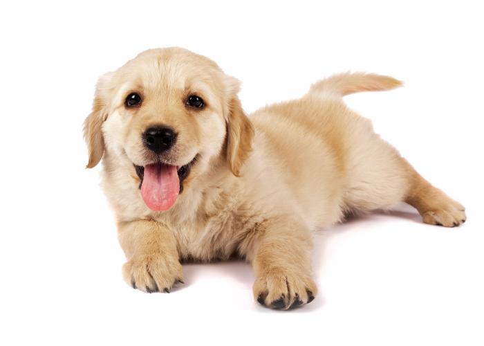 Dime qué raza de perro tienes y te diré cuál es su esperanza de vida