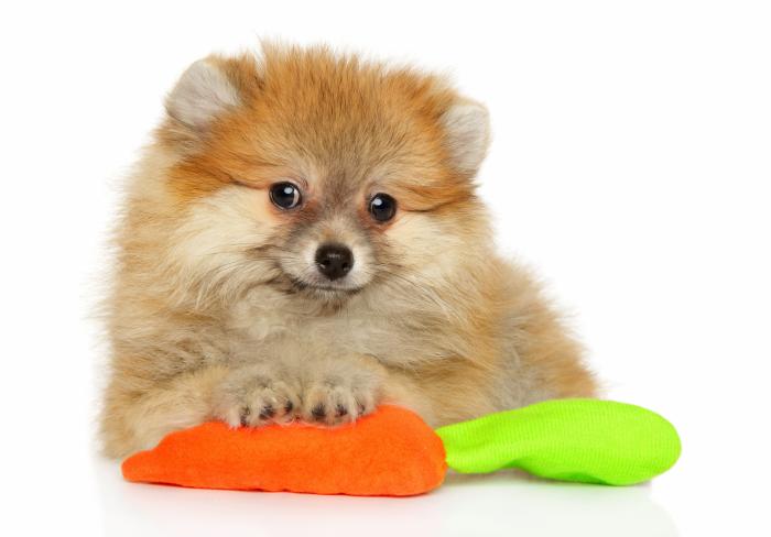 Dime qué raza de perro tienes y te diré cuál es su esperanza de vida