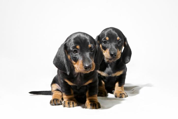 Dime qué raza de perro tienes y te diré cuál es su esperanza de vida