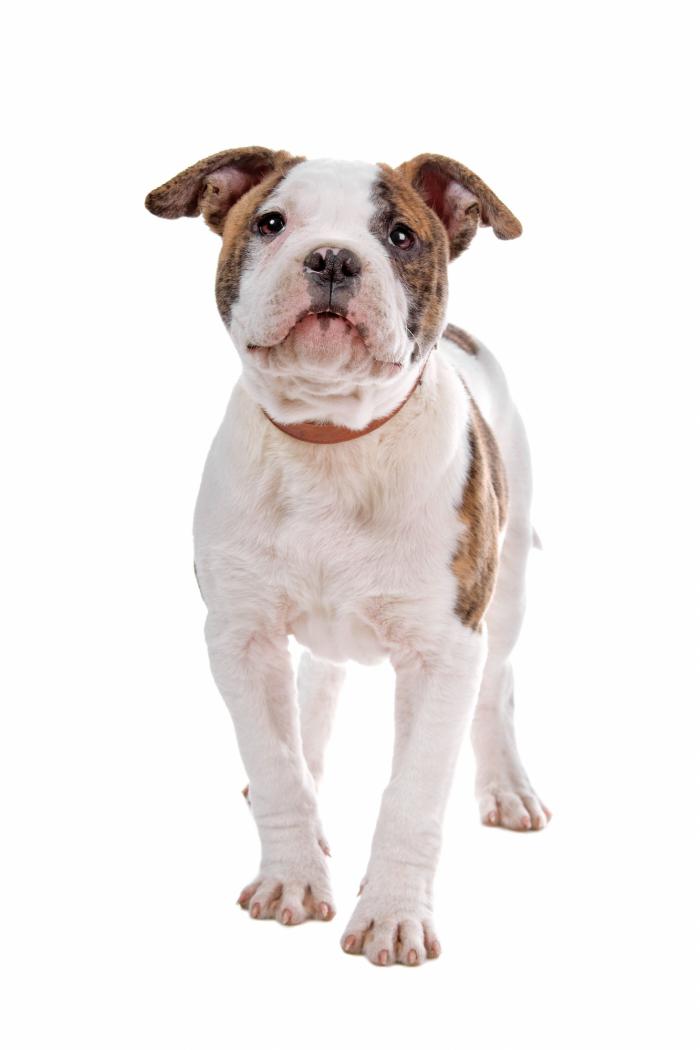 Dime qué raza de perro tienes y te diré cuál es su esperanza de vida