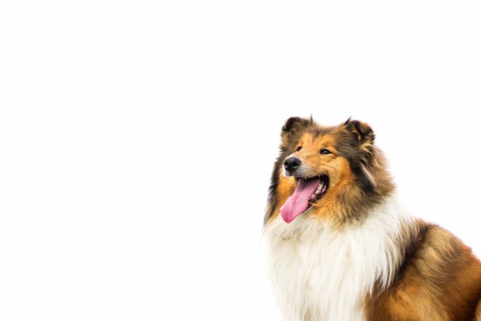 Dime qué raza de perro tienes y te diré cuál es su esperanza de vida