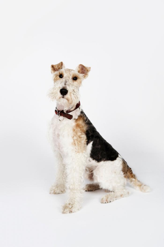 Dime qué raza de perro tienes y te diré cuál es su esperanza de vida