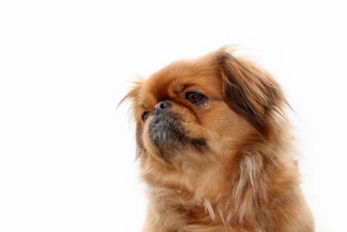 Dime qué raza de perro tienes y te diré cuál es su esperanza de vida