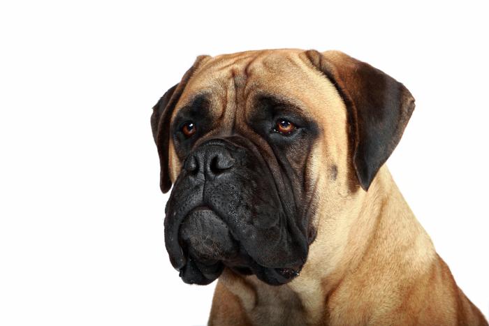 Dime qué raza de perro tienes y te diré cuál es su esperanza de vida