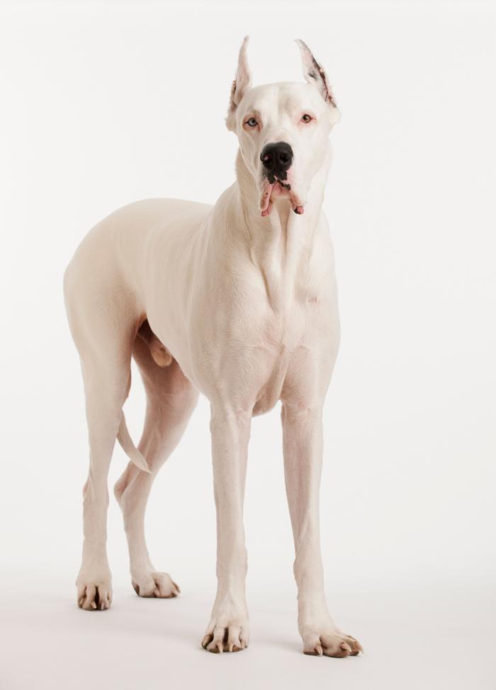 Dime qué raza de perro tienes y te diré cuál es su esperanza de vida