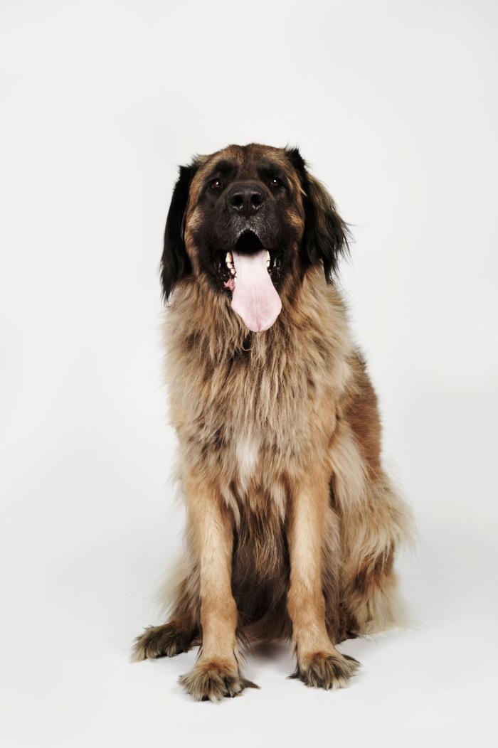 Dime qué raza de perro tienes y te diré cuál es su esperanza de vida