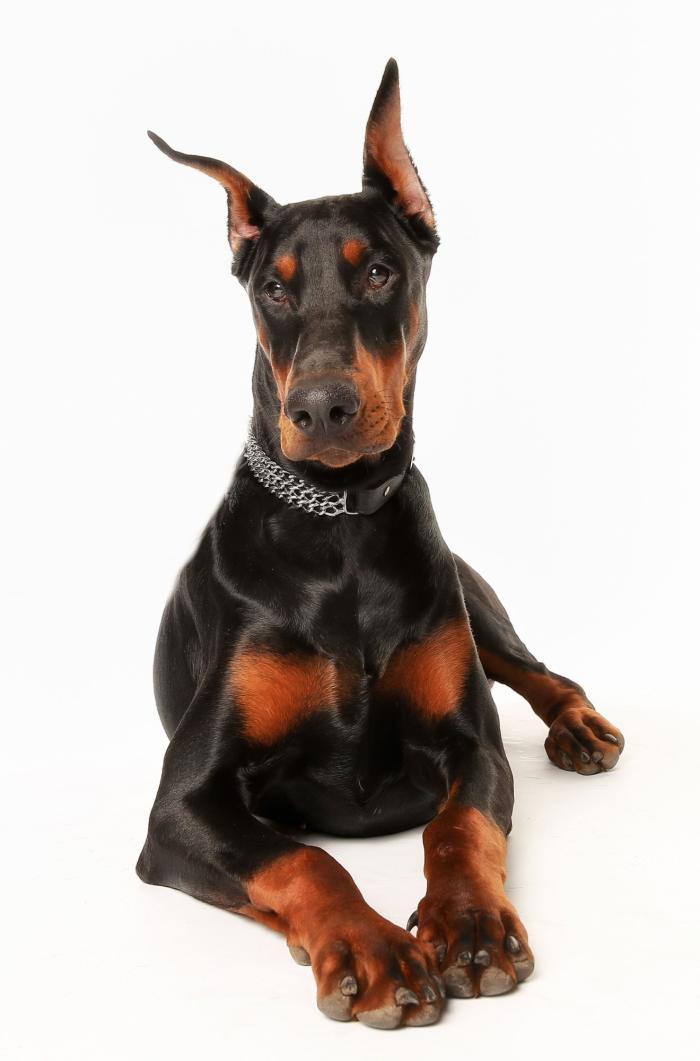 Dime qué raza de perro tienes y te diré cuál es su esperanza de vida