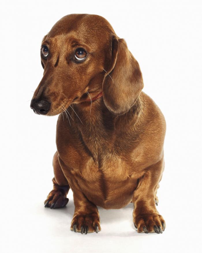 Dime qué raza de perro tienes y te diré cuál es su esperanza de vida