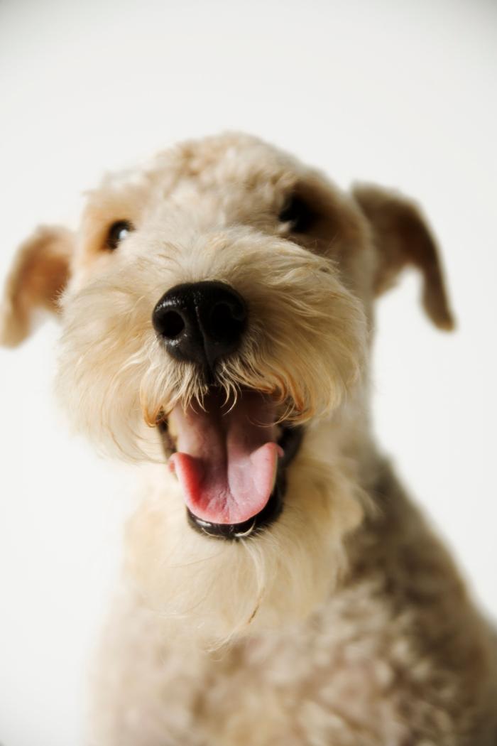 Dime qué raza de perro tienes y te diré cuál es su esperanza de vida