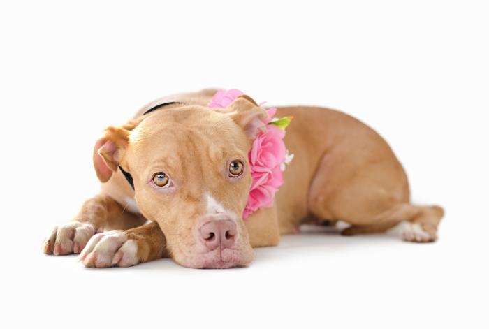 Dime qué raza de perro tienes y te diré cuál es su esperanza de vida