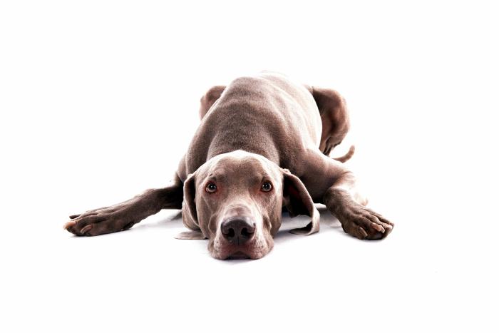 Dime qué raza de perro tienes y te diré cuál es su esperanza de vida