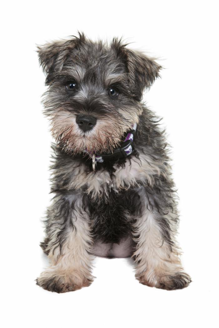 Dime qué raza de perro tienes y te diré cuál es su esperanza de vida