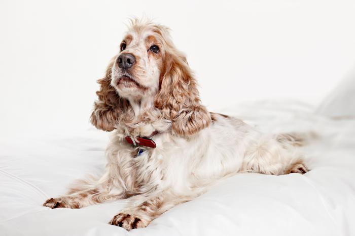 Dime qué raza de perro tienes y te diré cuál es su esperanza de vida