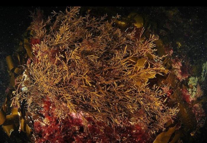 Las lentillas pueden contribuir a contaminación del agua con microplásticos