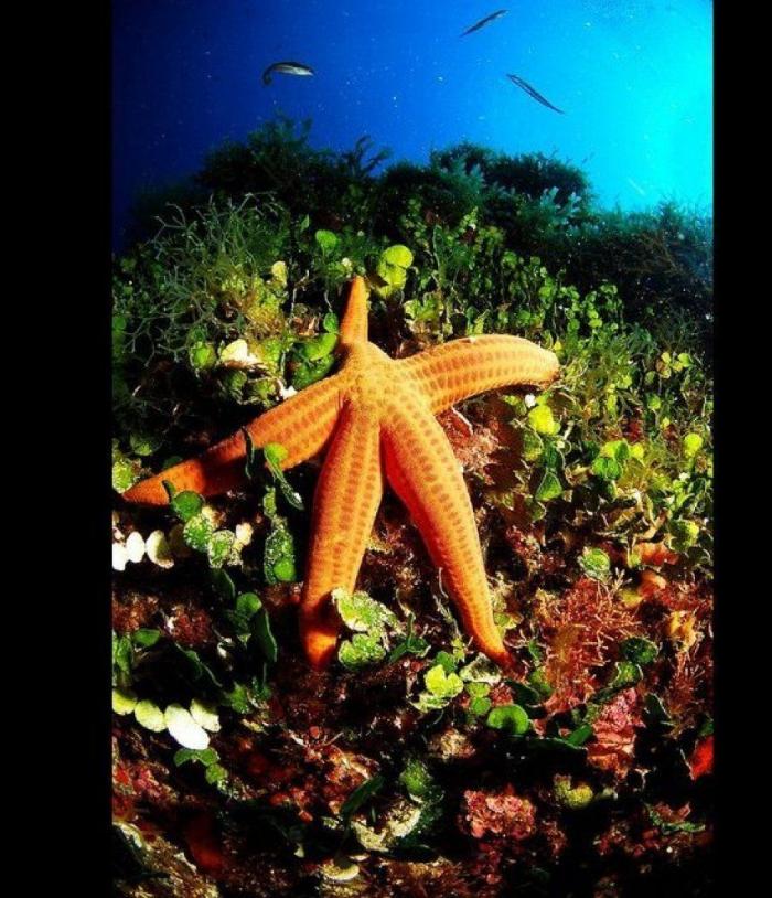 Las lentillas pueden contribuir a contaminación del agua con microplásticos