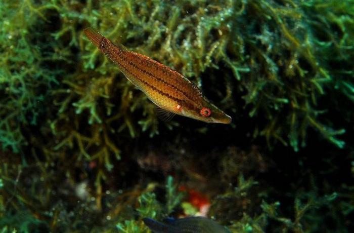 Las lentillas pueden contribuir a contaminación del agua con microplásticos