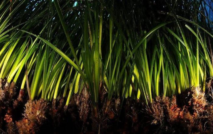 Las lentillas pueden contribuir a contaminación del agua con microplásticos