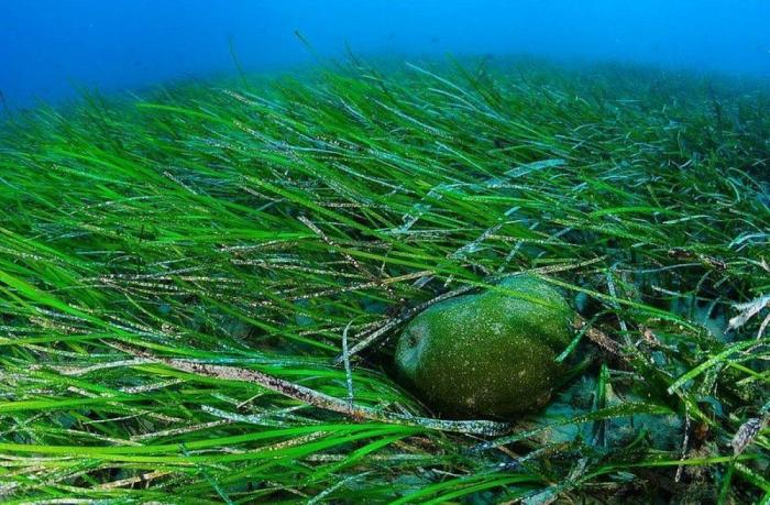 Las lentillas pueden contribuir a contaminación del agua con microplásticos